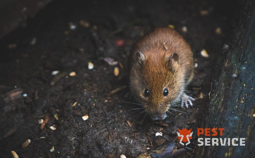 Дератизация в Чите